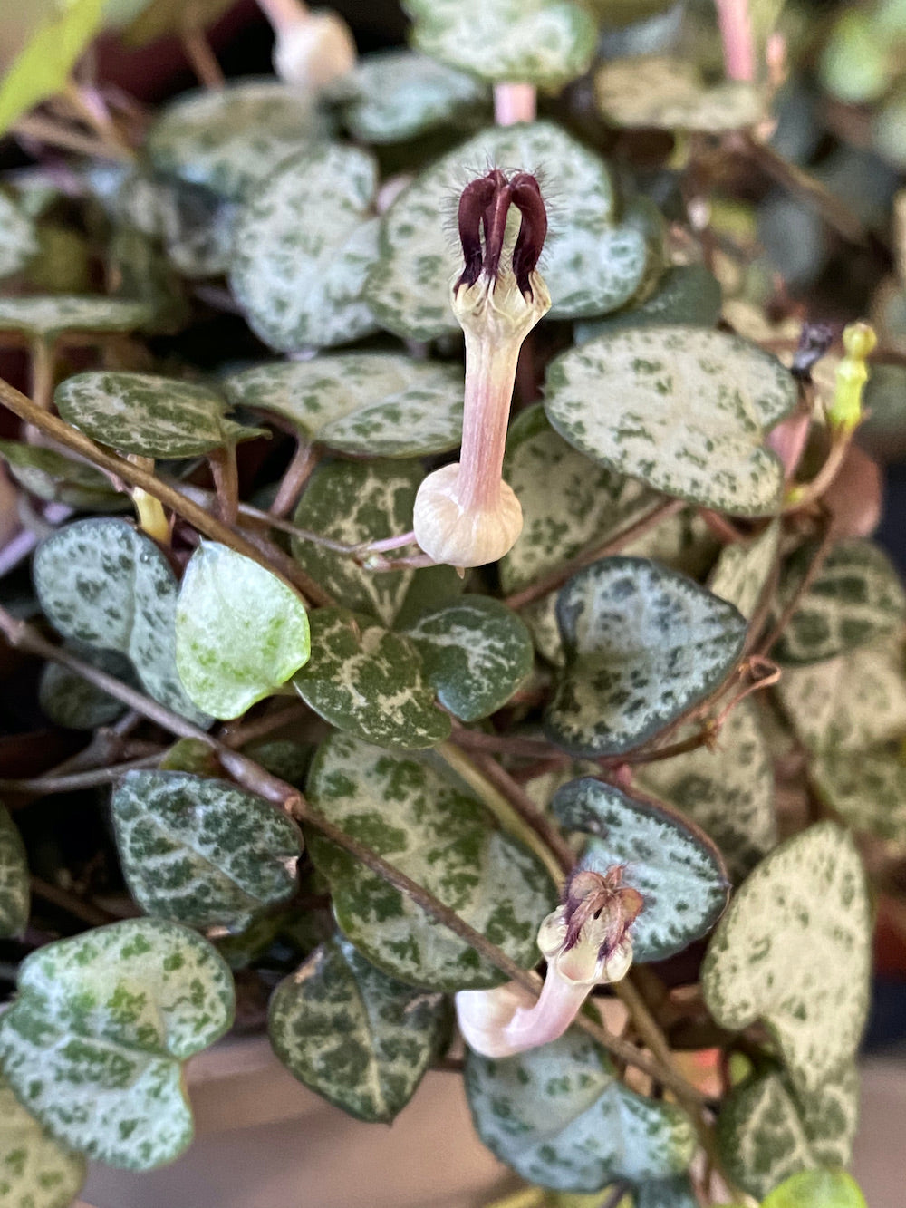 Succulent, String of Hearts (Ceropegia)