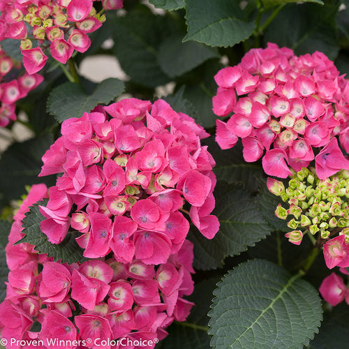 Hydrangea, Big-leaf Mophead 'Cityline Paris' (Hydrangea)