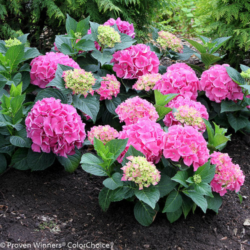 Hydrangea, Big-leaf Mophead 'Cityline Vienna' (Hydrangea)