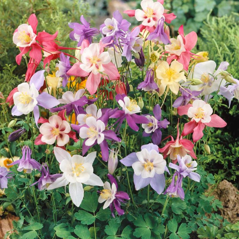 Columbine 'Origami Mix' (Aquilegia)
