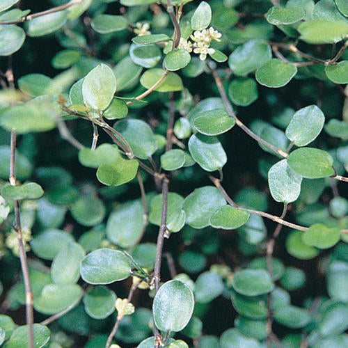 Fig, Creeping (Ficus)
