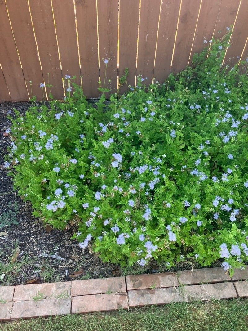 Mistflower, Blue (Conoclinium)