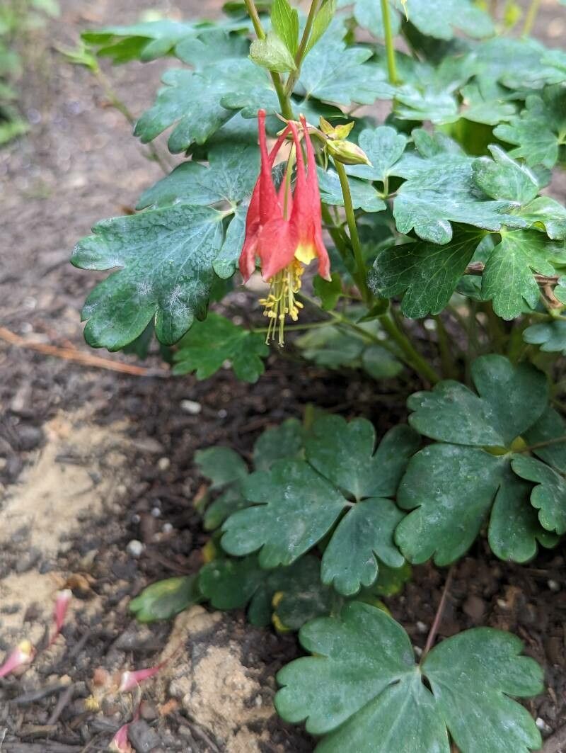 Columbine, Eastern Red (Aquilegia)