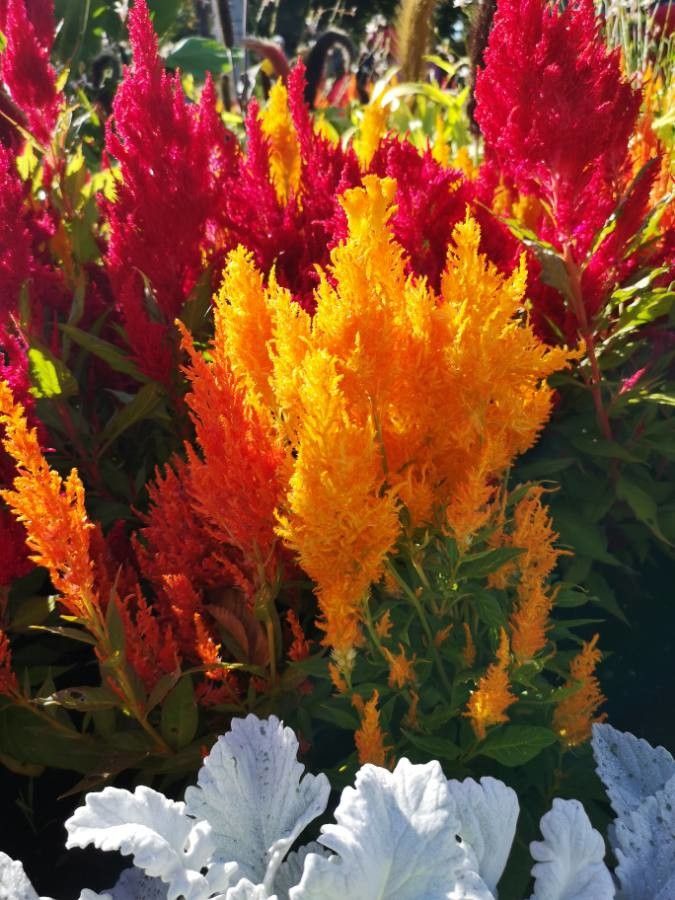 Cockscomb, Feather (Celosia)