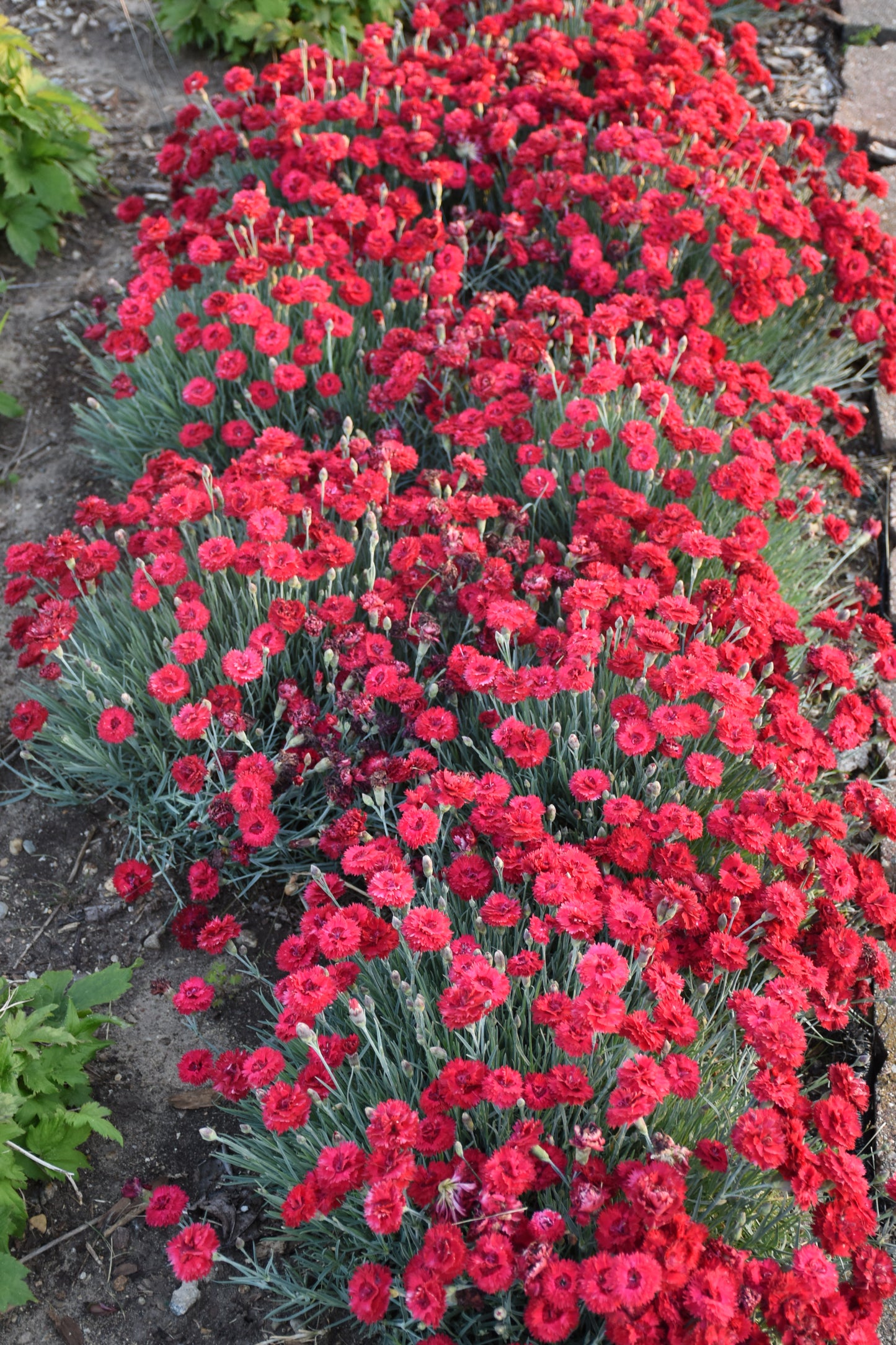Pinks, Carnation Border 'Fruit Punch Maraschino' (Dianthus)