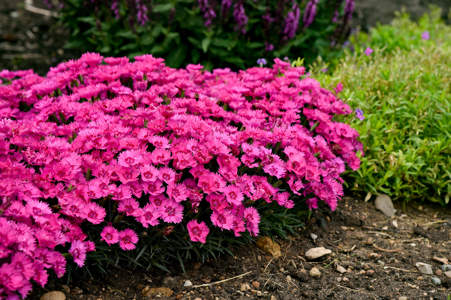 Pinks, Carnation 'Paint the Town Fancy' (Dianthus)