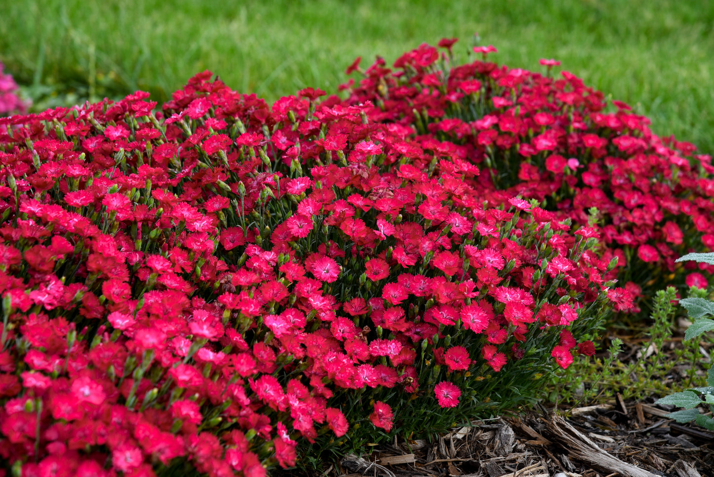 Pinks, Carnation 'Paint the Town Red' (Dianthus)