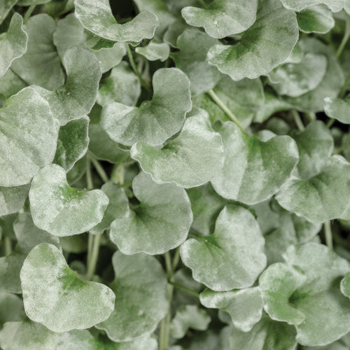 Ponysfoot / Silver Nickel, Trailing (Dichondra)