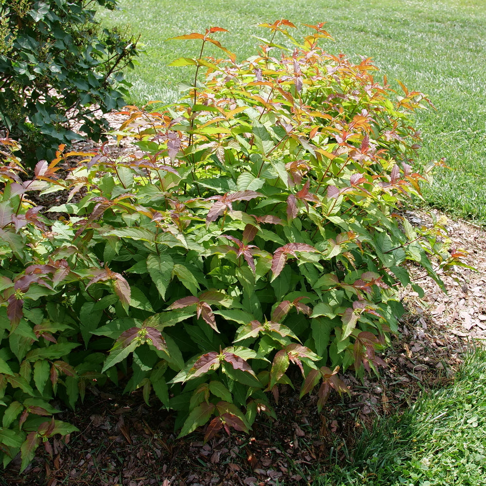 Honeysuckle, Bush 'Kodiak Red' (Diervilla)