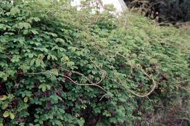 Vine, Chocolate (Akebia)