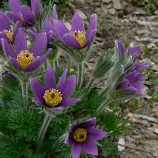 Pasque Flower (Anemone)