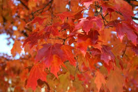 Maple, Sugar 'Fall Fiesta' (Acer)