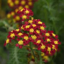 Yarrow 'Milly Rock Red' (Achillea)