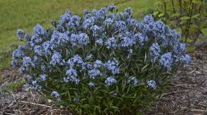 Bluestar, Threadleaf 'Blue Ice' (Amsonia)
