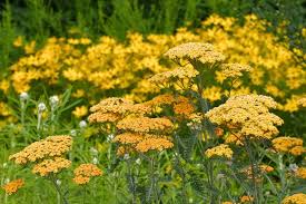 Yarrow 'Milly Rock Yellow Terra Cotta' (Achillea)