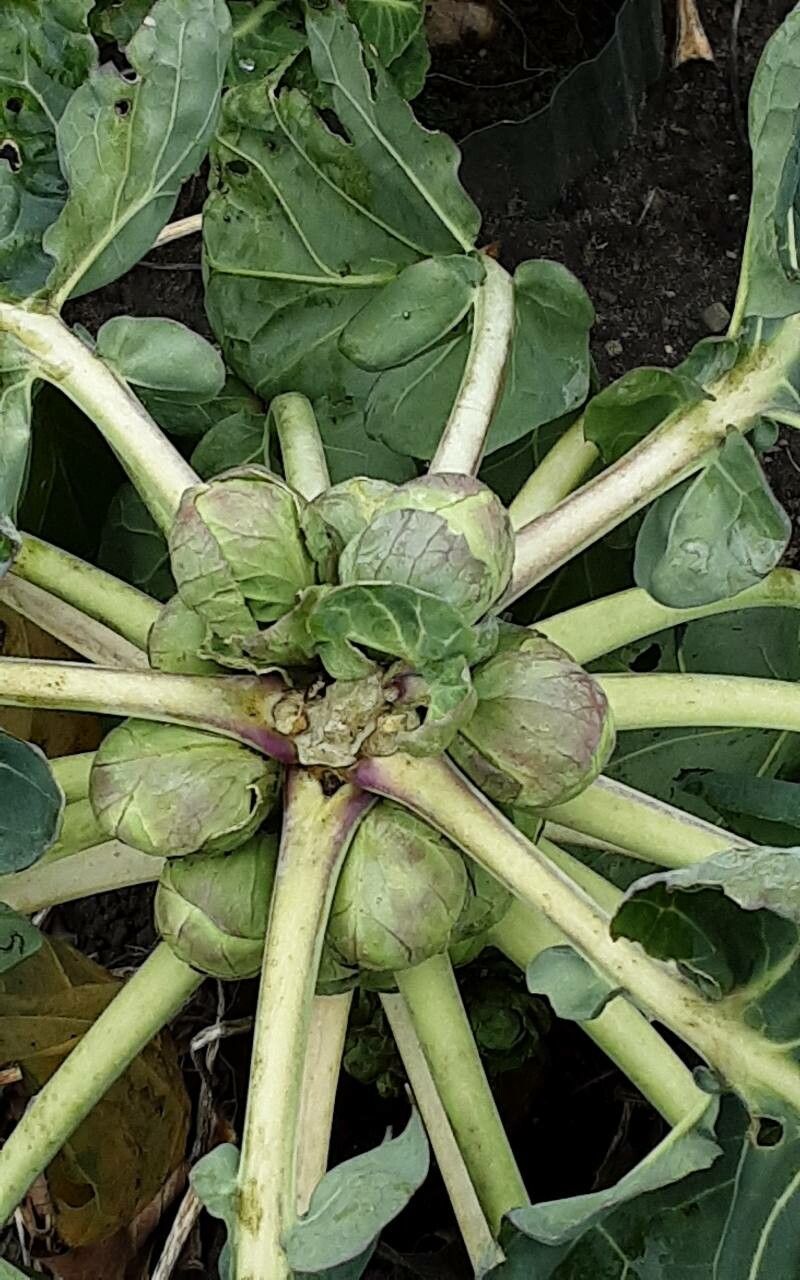 Brussel Sprouts (Brassica)