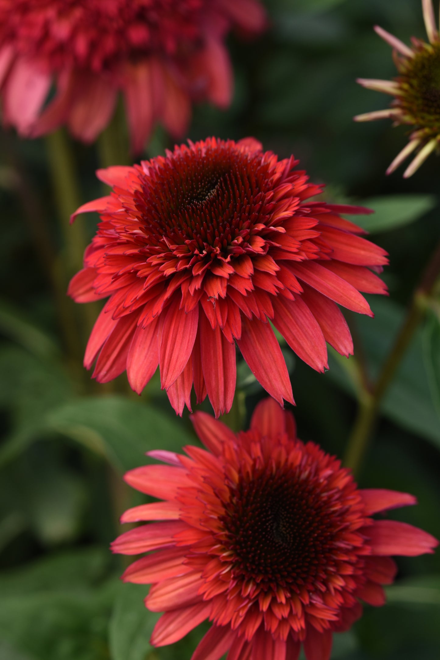 Coneflower, 'Double Scoop Raspberry' (Echinacea)