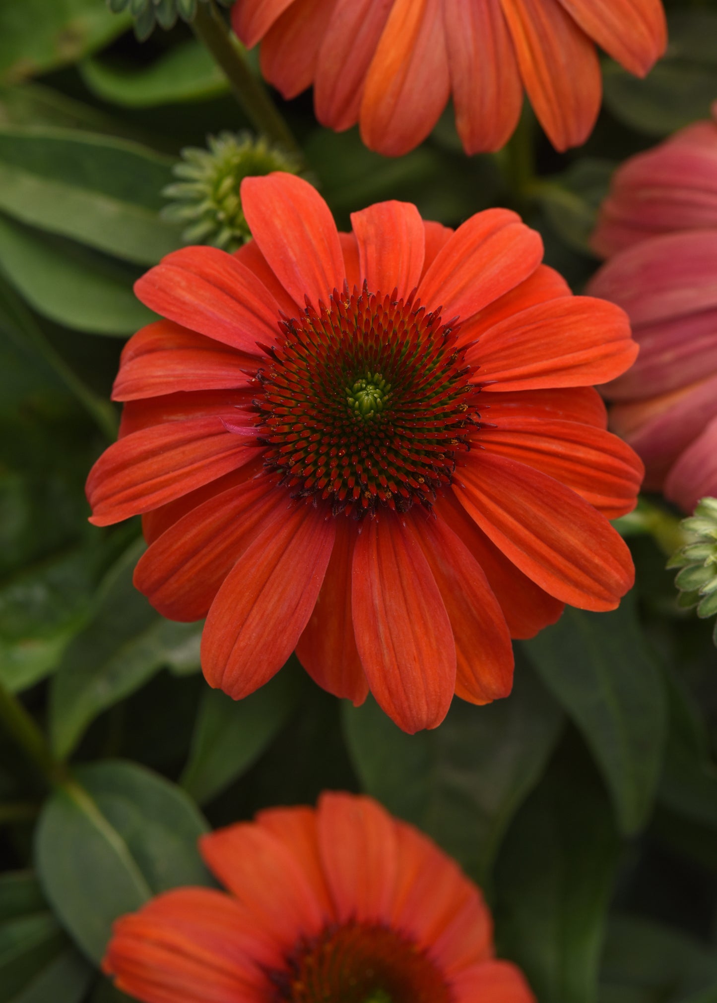 Coneflower, 'Sombrero Mandarin Mambo' (Echinacea)