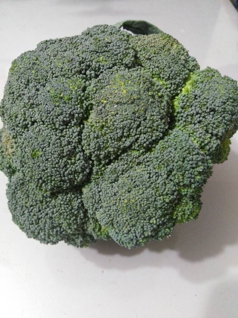 Broccoli (Brassica)
