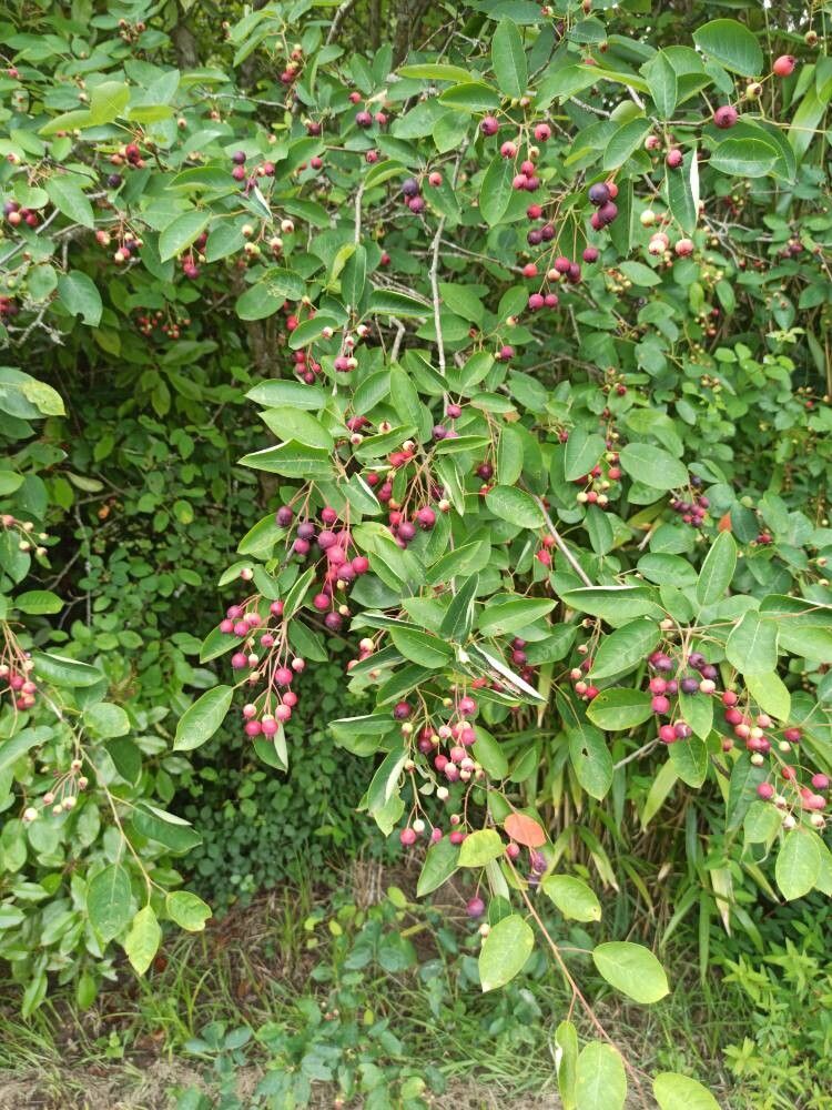 Serviceberry, Shadblow (Amelanchier)