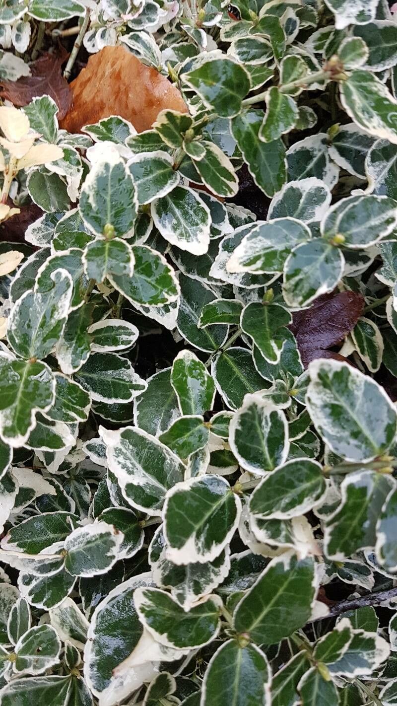 Wintercreeper, Spreading Variegated 'Emerald Gaiety' (Euonymus)