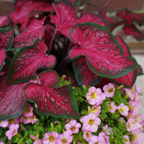 Angel Wings 'Fast Flash' (Caladium)