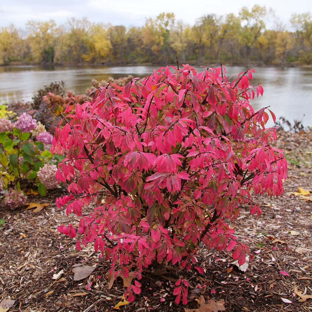 Burning Bush 'Fire Ball' (Euonymus)