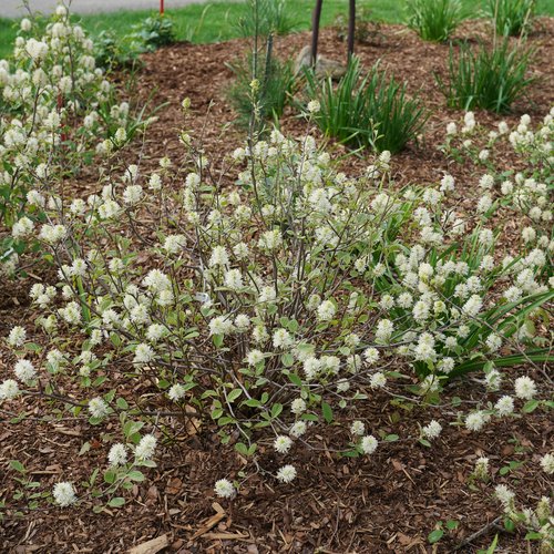 Bottlebrush/ Witch-Alder 'Legend of the Small' (Fothergilla)