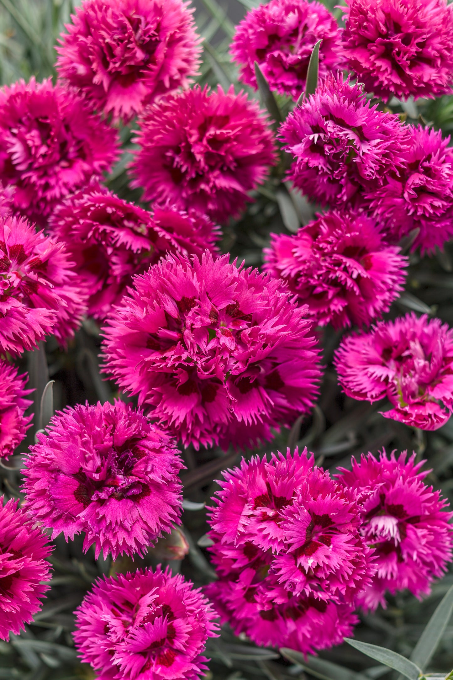 Pinks, Carnation Border 'Fruit Punch Spiked Punch' (Dianthus)'