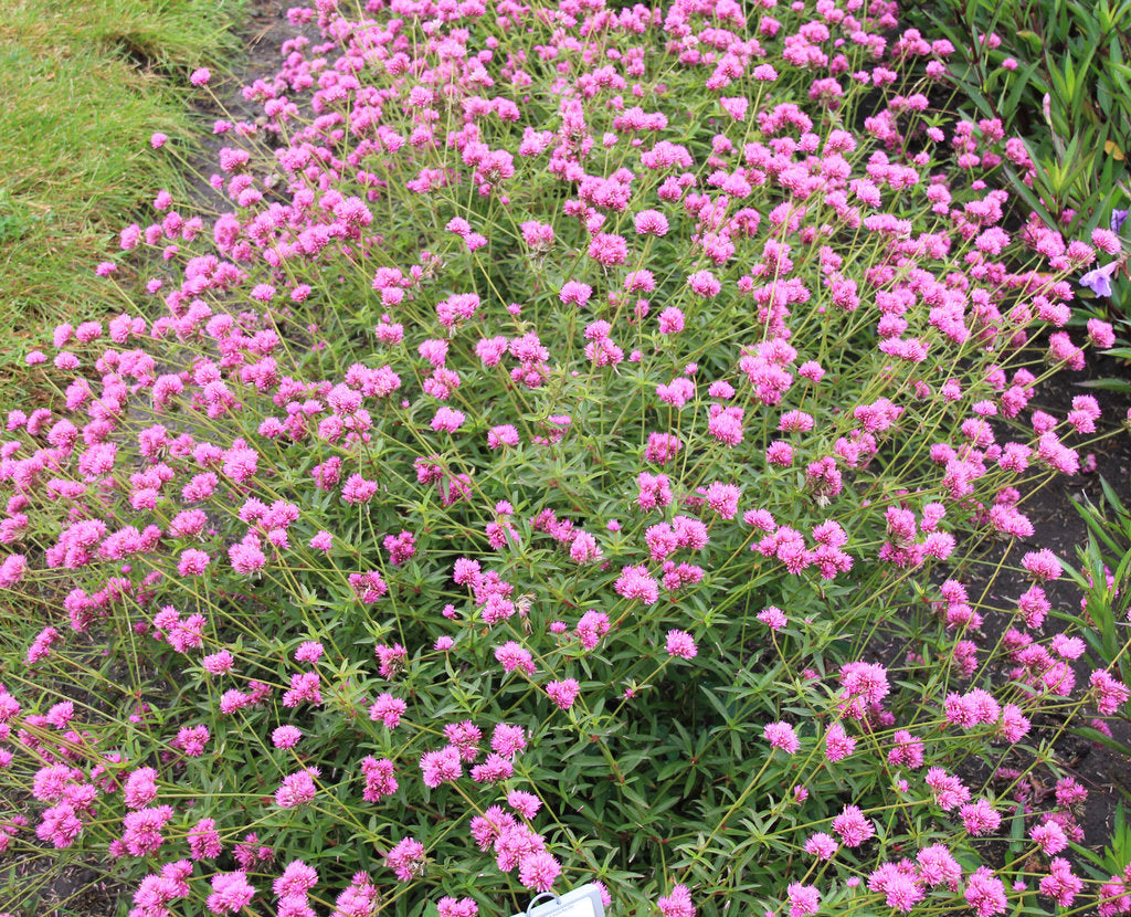 Amaranth, Globe (Gomphrena)