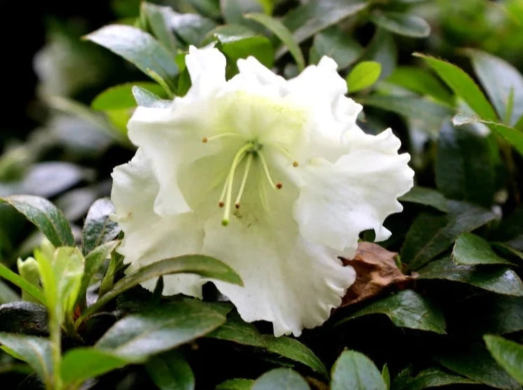 Azalea, Evergreen Satsuki 'Gumpo White' (Rhododendron)