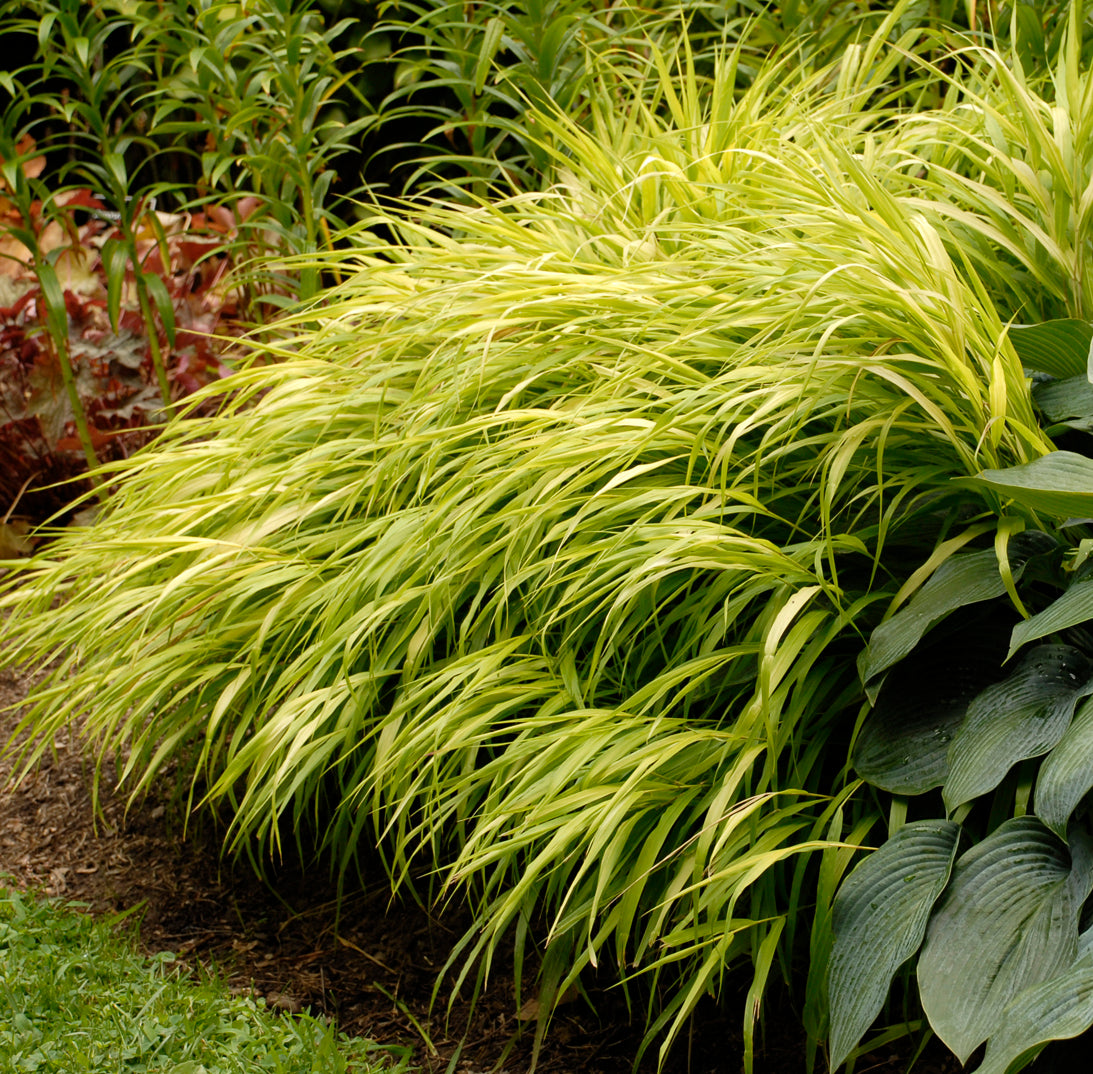 Grass, Japanese Forest 'All Gold' (Hakonechloa)