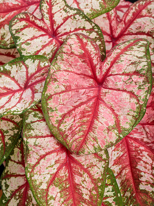 Angel Wings 'Bottle Rocket' (Caladium)