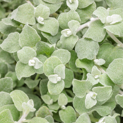 Licorice Plant, Varieties (Helichrysum)
