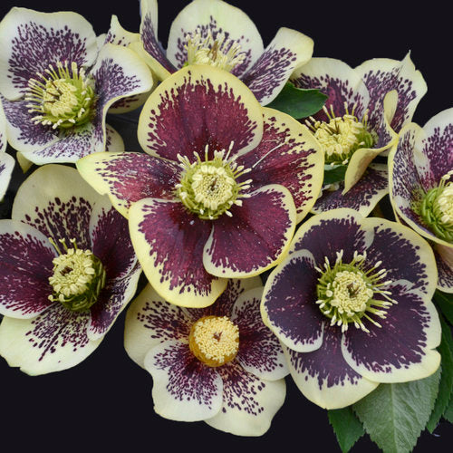 Lenten Rose 'Honeymoon Rio Carnival' (Helleborus)
