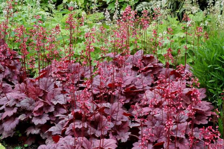 Coral Bells 'Grape Soda' (Heuchera)