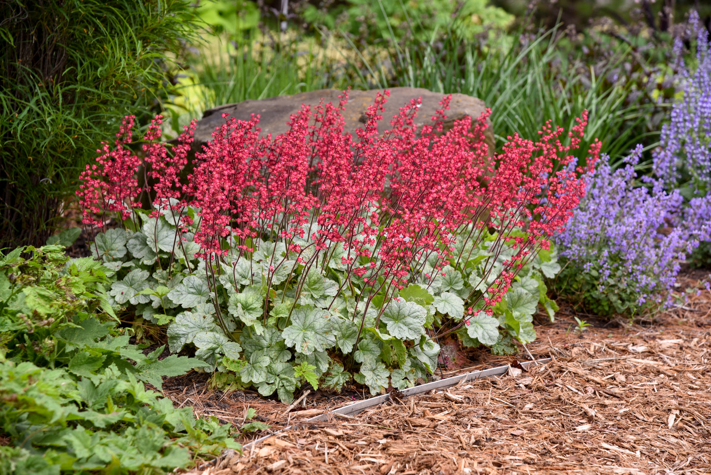 Coral Bell 'Dolce Spearmint' (Heuchera)