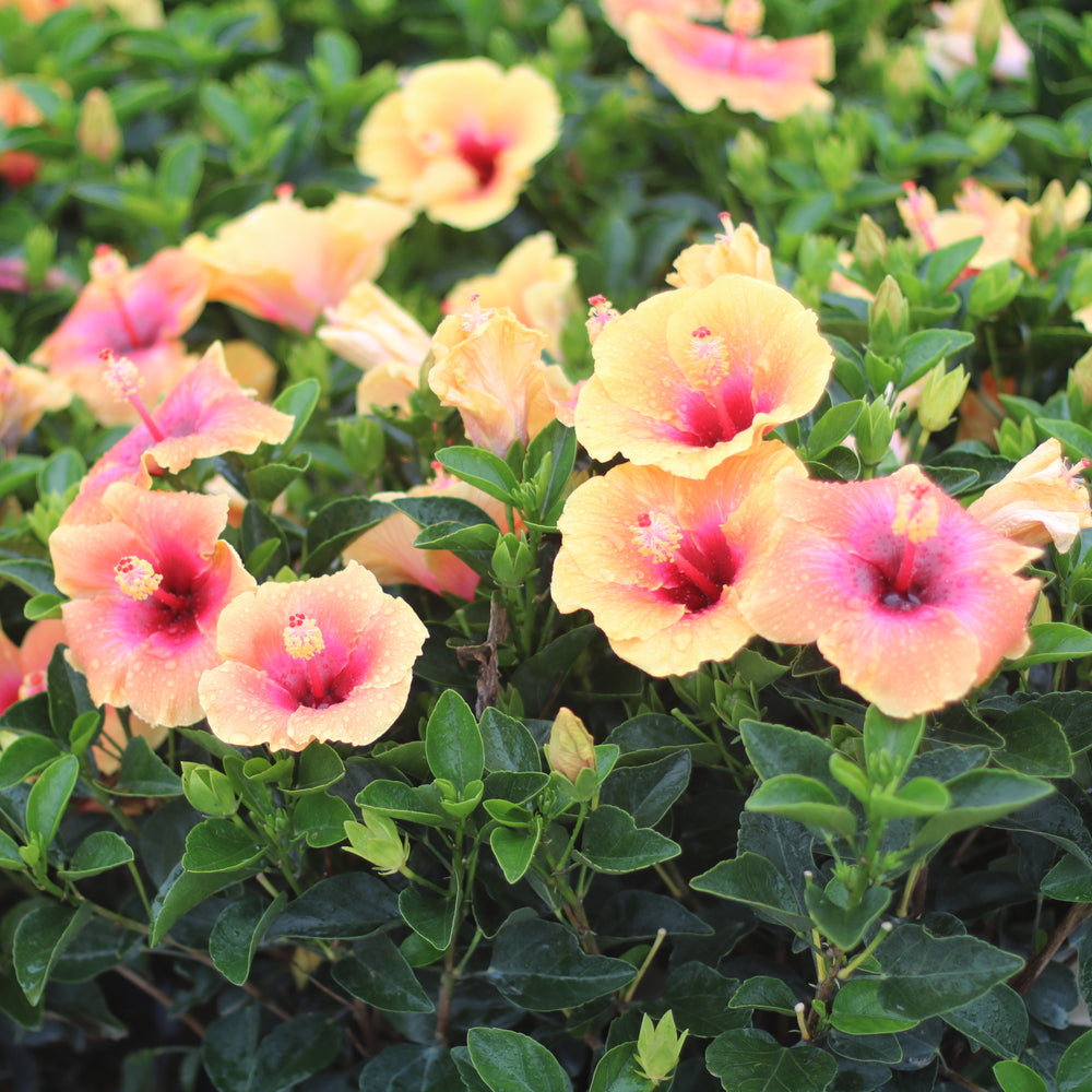 Hibiscus, Hawaiian / China Rose "Tropical Hollywood Series" (Hibiscus)