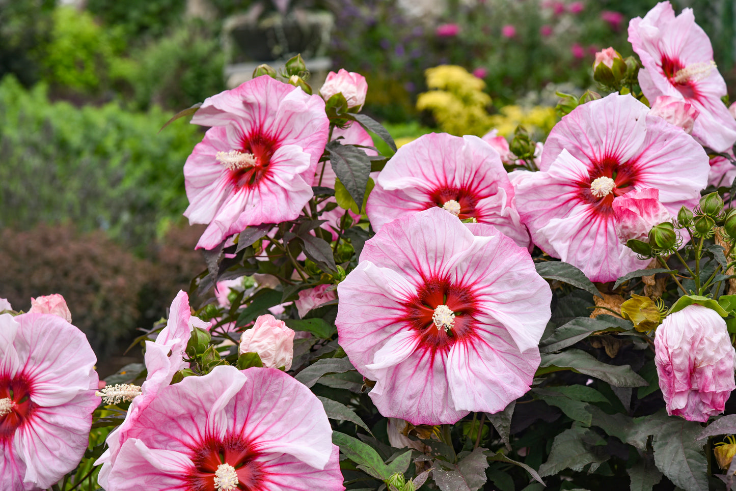 Rose Mallow, Hardy 'Summerific Cherry Choco Latte' (Hibiscus)