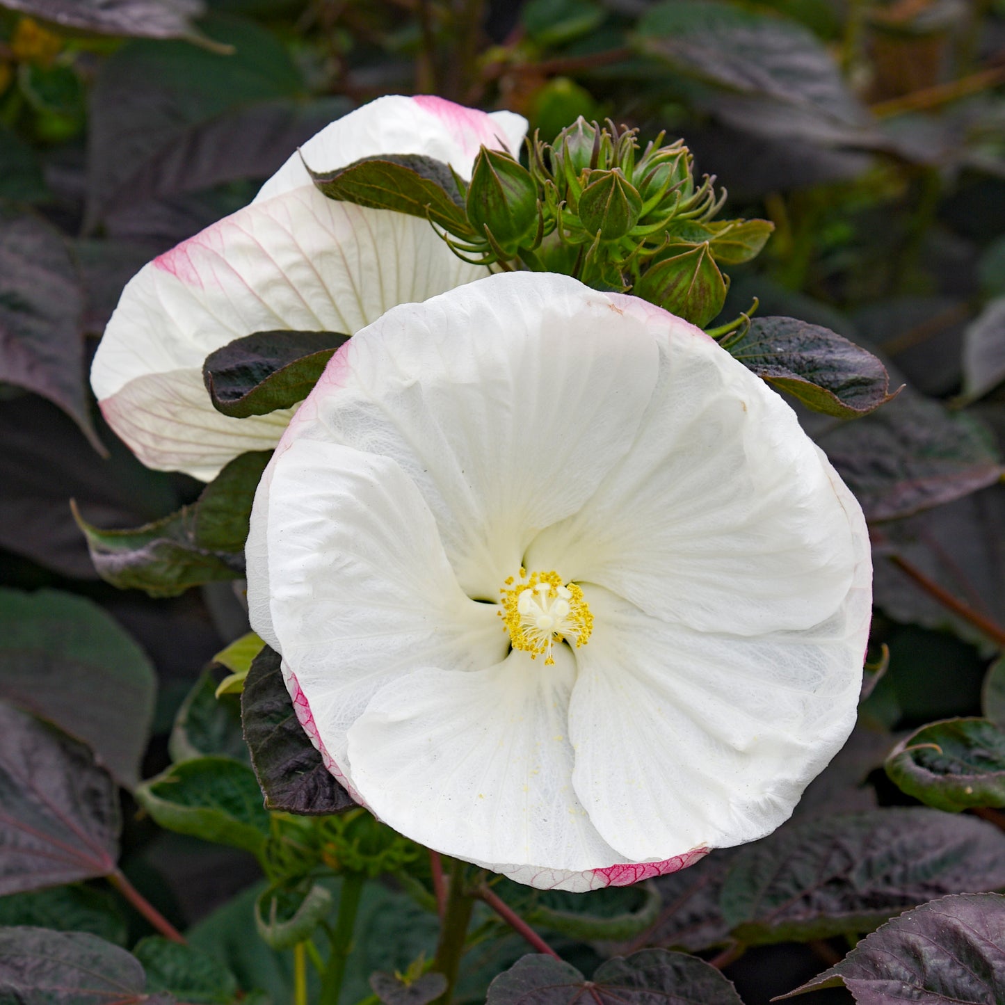 Rose Mallow, Hardy 'Summerific Cookies & Cream' (Hibiscus)