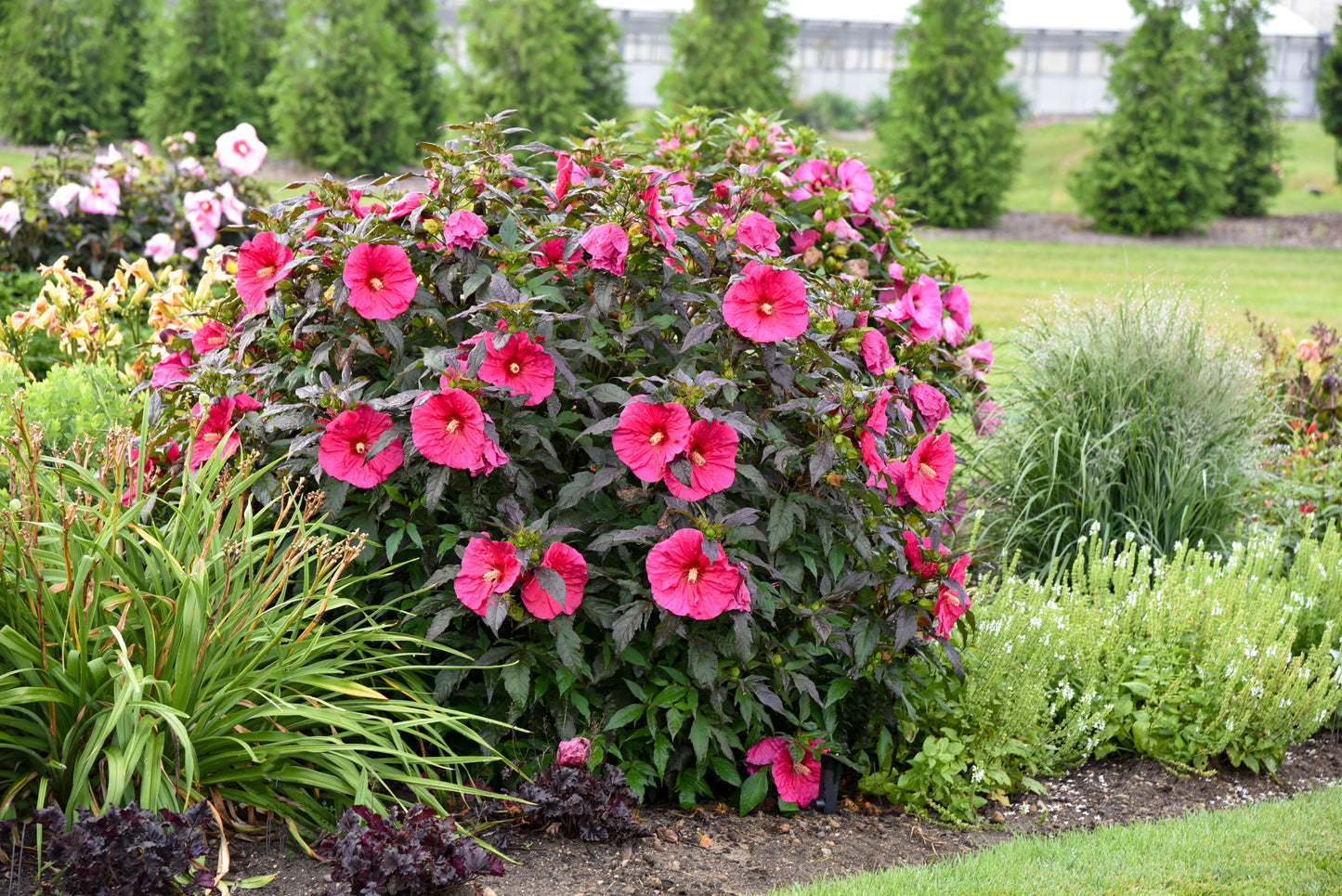Rose Mallow, Hardy 'Summerific Evening Rose' (Hibiscus)