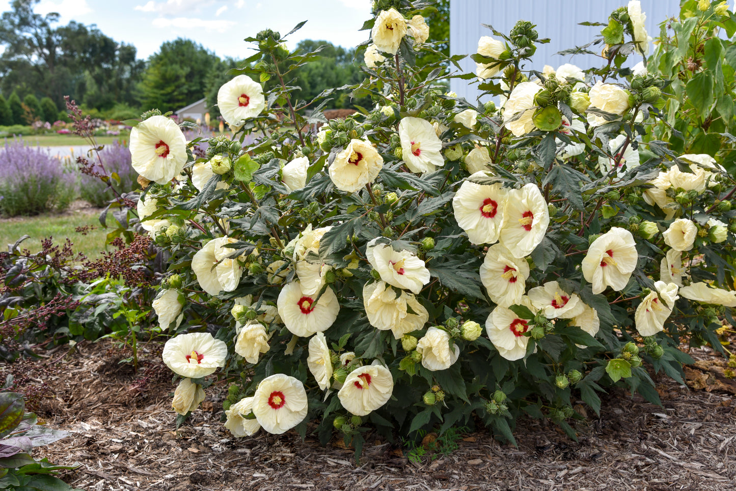 Rose Mallow, Hardy 'Summerific French Vanilla' (Hibiscus)