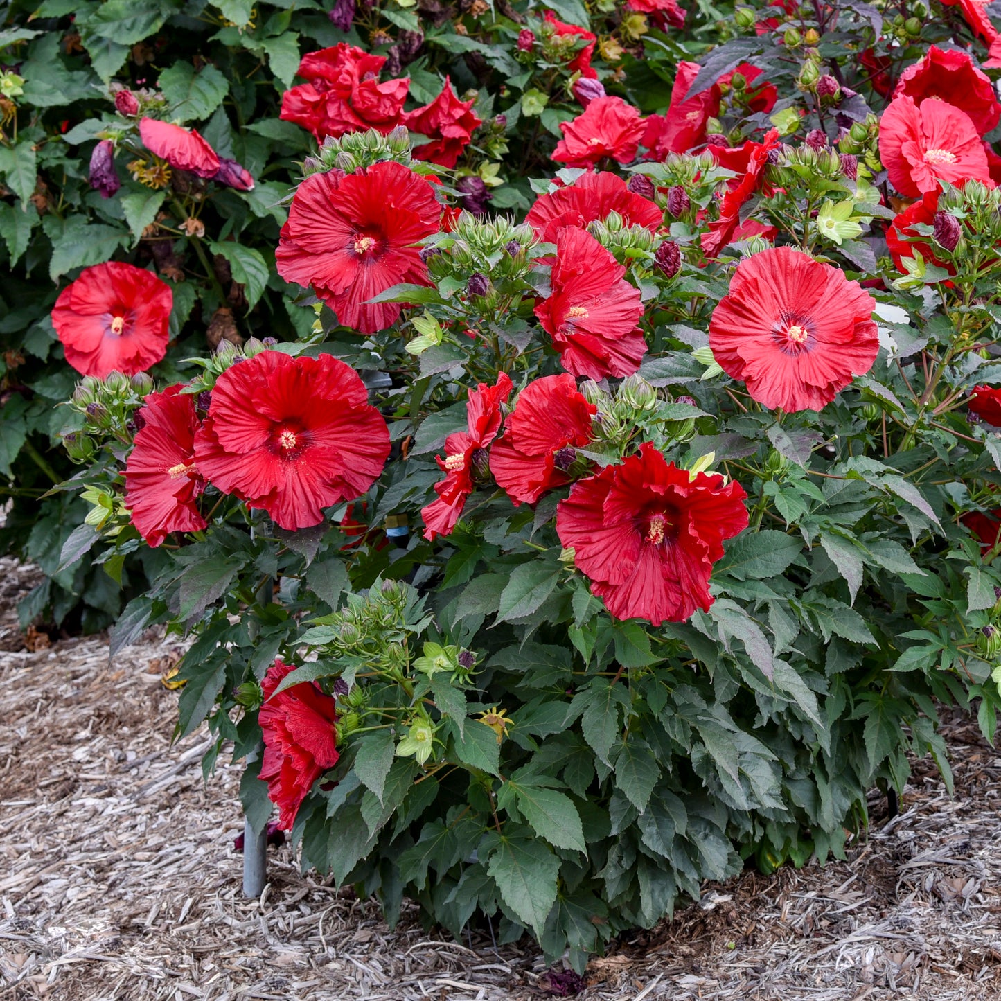 Rose Mallow, Hardy 'Summerific Garnet Globes' (Hibiscus)