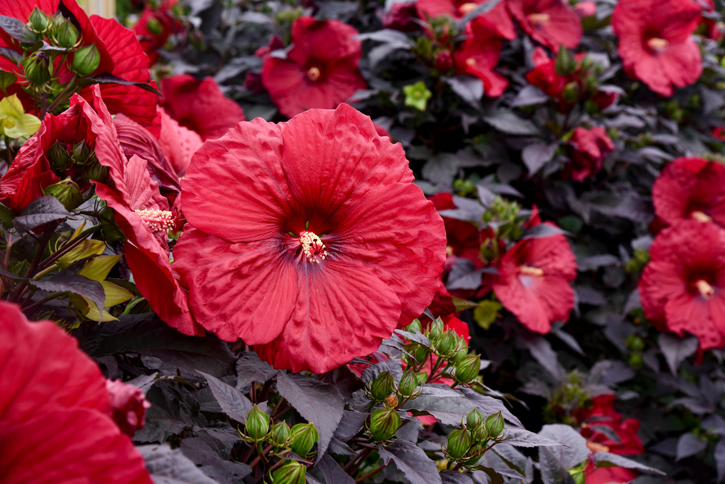 Rose Mallow, Hardy 'Summerific Holy Grail' (Hibiscus)