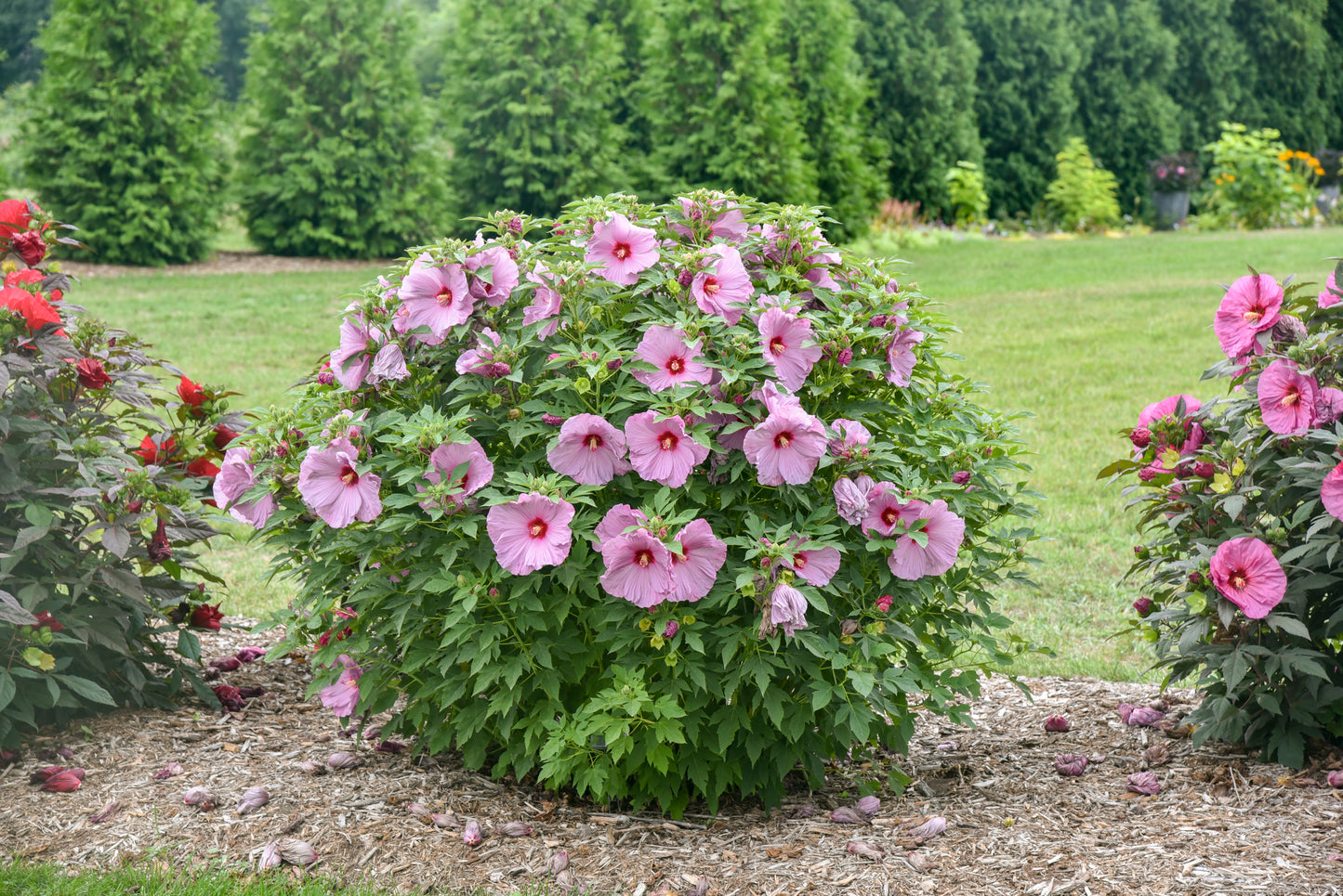 Rose Mallow, Hardy 'Summerific Lilac Crush' (Hibiscus)