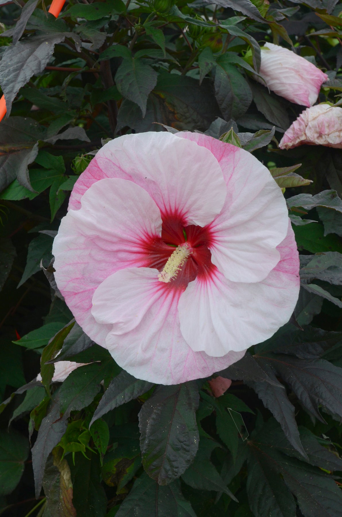 Rose Mallow, Hardy 'Summerific Perfect Storm' (Hibiscus)