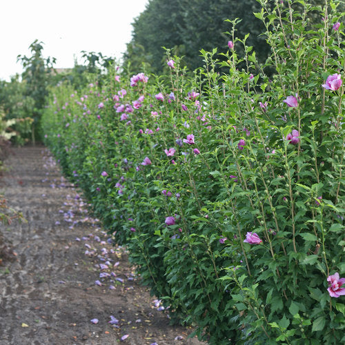 Rose-of-Sharon / Althea 'Purple Pillar' (Hibiscus)