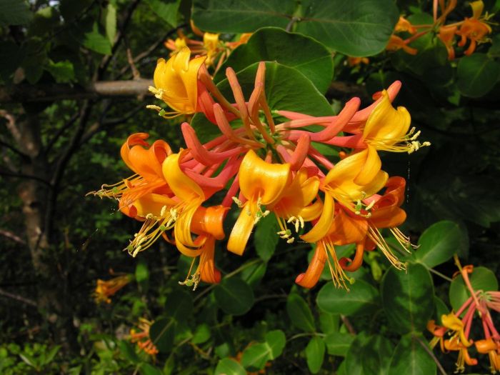 Vine, Honeysuckle 'Mandarin' (Lonicera)