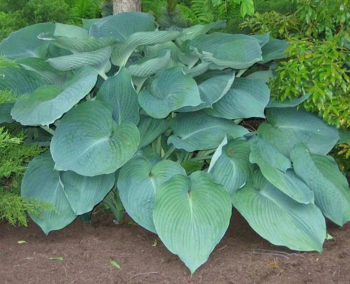 Plantain Lily 'Jurassic Park' (Hosta)