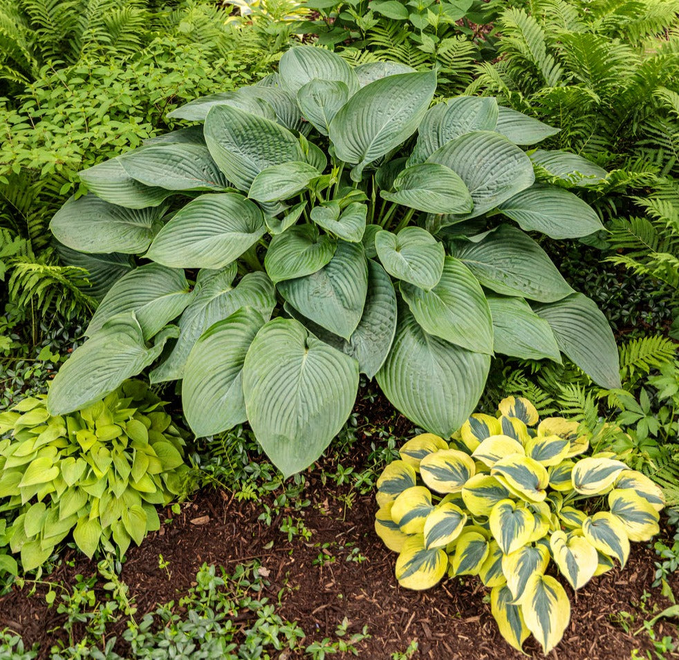 Plantain Lily 'Empress Wu' (Hosta)